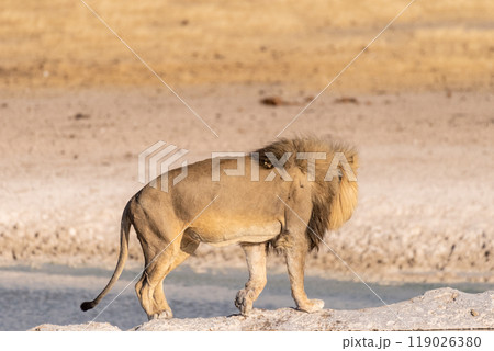Lion in Etosha Lion in Etosha 119026380