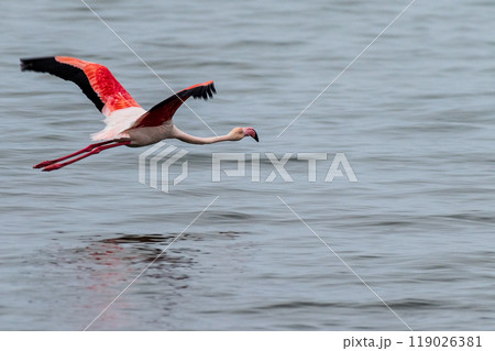 Flamingos near Walvis Bay Flamingos near Walvis Bay 119026381