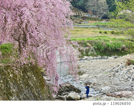 福岡県豊前市岩屋中畑地区の岩岳川沿いに咲く紅枝垂桜 福岡県豊前市岩屋中畑地区の岩岳川沿いに咲く紅枝垂桜 119026850