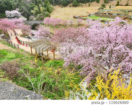 福岡県豊前市にある枝垂れ桜が美しい轟フジ農村公園 福岡県豊前市にある枝垂れ桜が美しい轟フジ農村公園 119026860