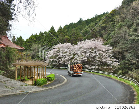 福岡県豊前市の轟フジ農村公園の前を通過する伐採木を運ぶトラック 福岡県豊前市の轟フジ農村公園の前を通過する伐採木を運ぶトラック 119026863