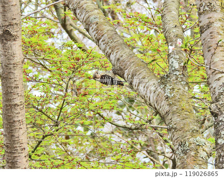 桜の木にとまるキツツキ科の野鳥コゲラ 桜の木にとまるキツツキ科の野鳥コゲラ 119026865