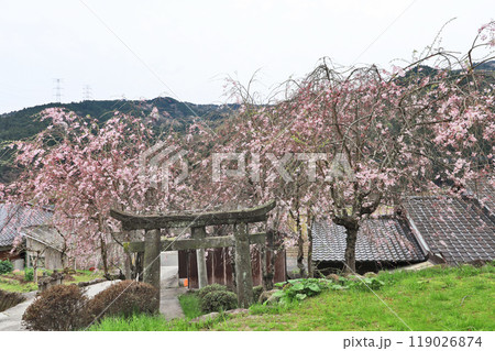 福岡県豊前市岩屋にある枝垂桜が咲く須佐神社 119026874