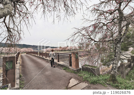 福岡県豊前市の桜並木が美しい白岩橋からの光景 119026876