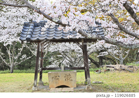 福岡県豊前市天地山公園にある甲神社鳥居と桜 福岡県豊前市天地山公園にある甲神社鳥居と桜 119026885
