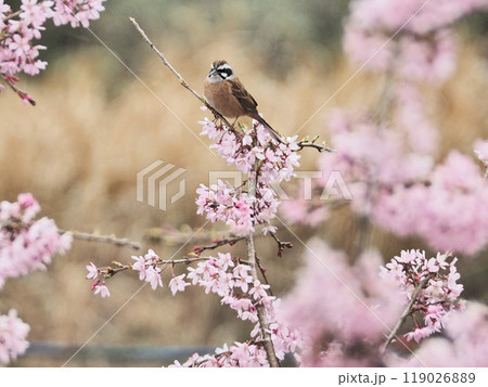 桜の木にとまる茶色い体の留鳥スズメ目のホオジロの雄 119026889