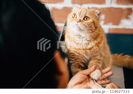 In a pet care setting, a woman carefully trims the nails of a Scottish Fold cat, promoting hygiene and well-being. A close examination captures the precision and care involved in cat nail trimming. 119027333