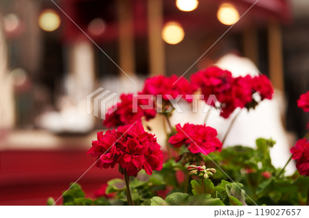 Beautiful street flowers near the cafe. Soft focus.     119027657