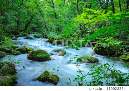 自然が織りなす苔むす岩と流れる水—奥入瀬の風景 119028234