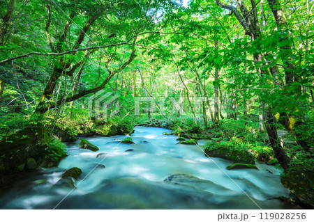 自然が織りなす苔むす岩と流れる水—奥入瀬の風景 119028256
