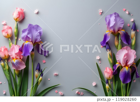 Pink and Purple Irises on a Gray Background 119028260