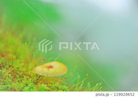 苔と共に生きる—奥入瀬渓谷のキノコの世界 119028652