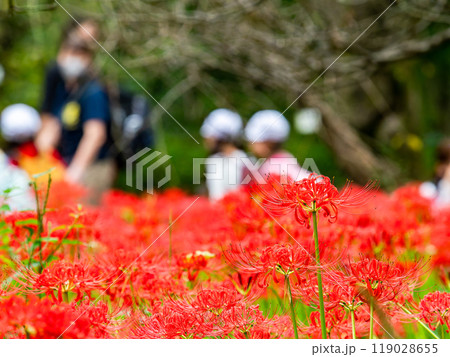秋の風物詩　遠足に来た子供たちと華やかに咲いた美しい彼岸花 119028655