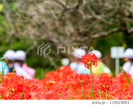 秋の風物詩　遠足に来た子供たちと華やかに咲いた美しい彼岸花 119028661