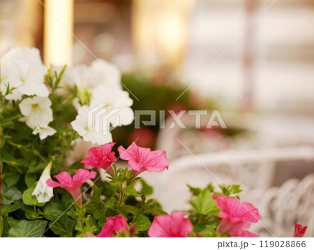 Beautiful street flowers near the cafe. Soft focus.        119028866