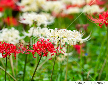 秋の風物詩　華やかな紅白に咲いた美しい彼岸花 119028873
