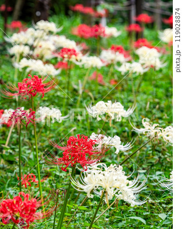 秋の風物詩　華やかな紅白に咲いた美しい彼岸花 119028874