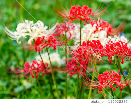 秋の風物詩　華やかな紅白に咲いた美しい彼岸花 119028885