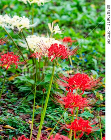 秋の風物詩　華やかな紅白に咲いた美しい彼岸花 119028889