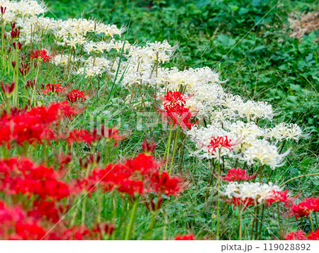 秋の風物詩 華やかな紅白に咲いた美しい彼岸花 秋の風物詩 華やかな紅白に咲いた美しい彼岸花 119028892