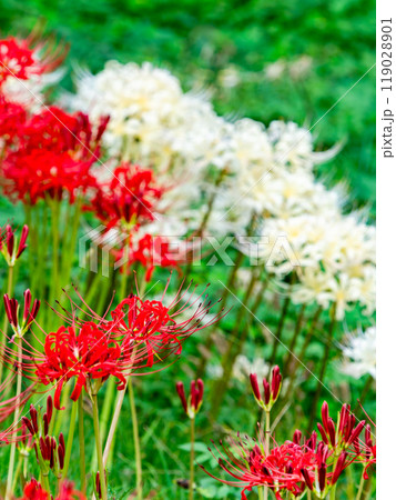 秋の風物詩　華やかな紅白に咲いた美しい彼岸花 119028901