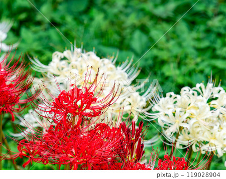 秋の風物詩　華やかな紅白に咲いた美しい彼岸花 119028904