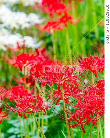 秋の風物詩 華やかな紅白に咲いた美しい彼岸花 秋の風物詩 華やかな紅白に咲いた美しい彼岸花 119028910