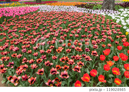 【ひたち海浜公園】見頃を迎えたたまごの森のチューリップ 【ひたち海浜公園】見頃を迎えたたまごの森のチューリップ 119028985