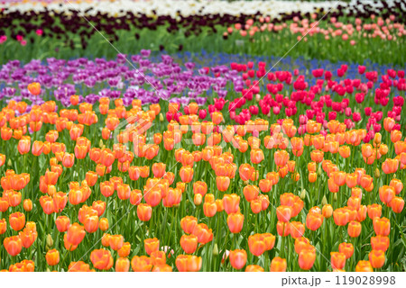 【ひたち海浜公園】見頃を迎えたたまごの森のチューリップ 【ひたち海浜公園】見頃を迎えたたまごの森のチューリップ 119028998
