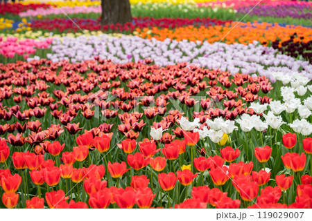 【ひたち海浜公園】見頃を迎えたたまごの森のチューリップ 【ひたち海浜公園】見頃を迎えたたまごの森のチューリップ 119029007