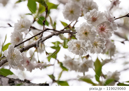 透き通った八重の花びらが美しいヤマザクラ 透き通った八重の花びらが美しいヤマザクラ 119029060