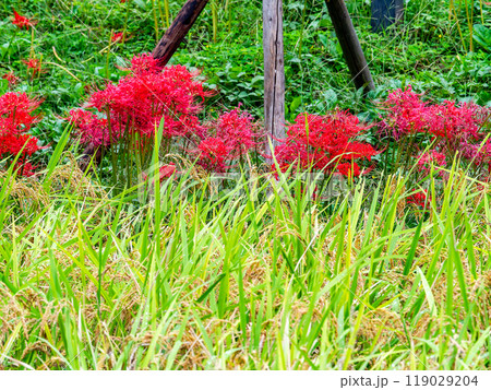 秋の風物詩　たわわに実った稲と畦道に咲いた満開の赤い彼岸花 119029204