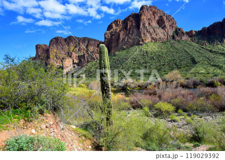 Salt River Recreation Area Arizona Salt River Recreation Area Arizona 119029392