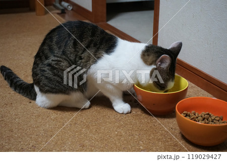 餌を食べる猫 119029427