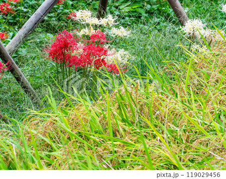 秋の風物詩　たわわに実った稲と畦道に咲いた紅白の美しい彼岸花 119029456