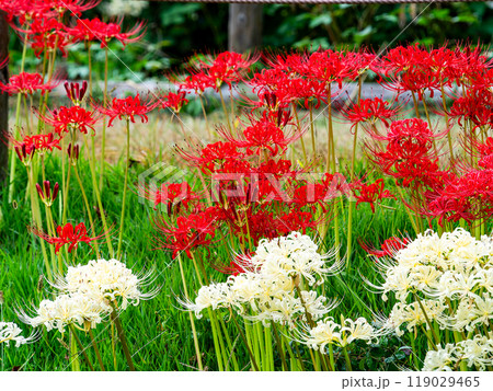 秋の風物詩　たわわに実った稲と畦道に咲いた紅白の美しい彼岸花 119029465