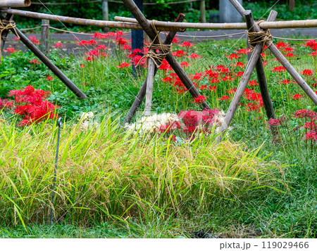 秋の風物詩　たわわに実った稲と畦道に咲いた紅白の美しい彼岸花 119029466