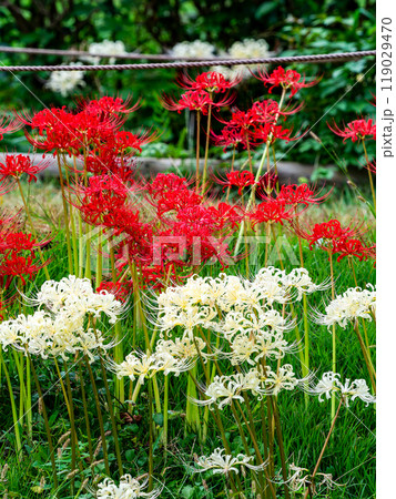 秋の風物詩　たわわに実った稲と畦道に咲いた紅白の美しい彼岸花 119029470