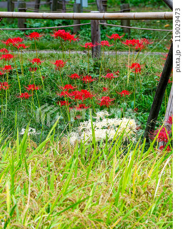 秋の風物詩 たわわに実った稲と畦道に咲いた紅白の美しい彼岸花 秋の風物詩 たわわに実った稲と畦道に咲いた紅白の美しい彼岸花 119029473