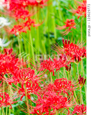 秋の風物詩　華やかに咲いた美しい真っ赤な彼岸花 119029771