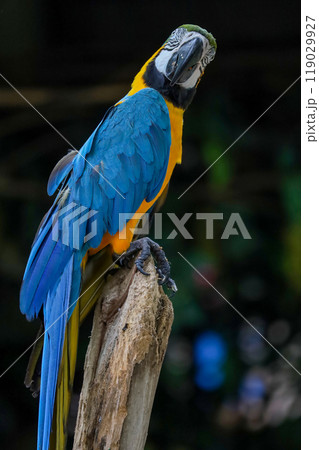Close up head the Blue macaw parrot bird in garden Close up head the Blue macaw parrot bird in garden 119029927