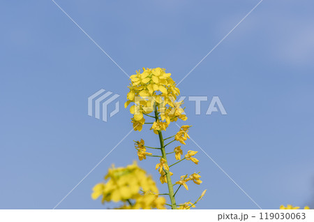 春の風景　青空と菜の花　 119030063
