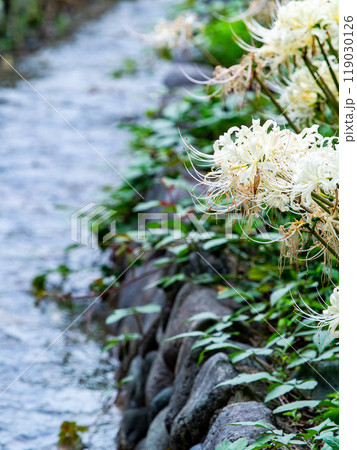 秋の風物詩　小川の水辺に咲いた清楚な白い彼岸花 119030126