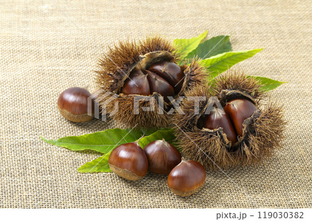 麻布の上に置いたいが付きの栗 119030382