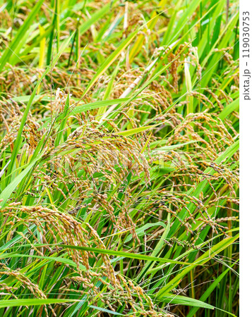 農の景色　収穫間際のたわわに実った稲穂 119030753