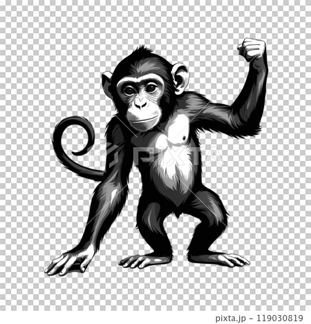 Monkey doing a fist pump│Chimpanzee│Monkey│011 119030819