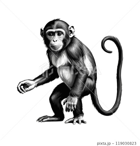 しっぽが長い猿│サル│チンパンジー│007 119030823