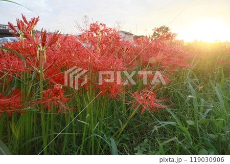 彼岸花　夕日 119030906