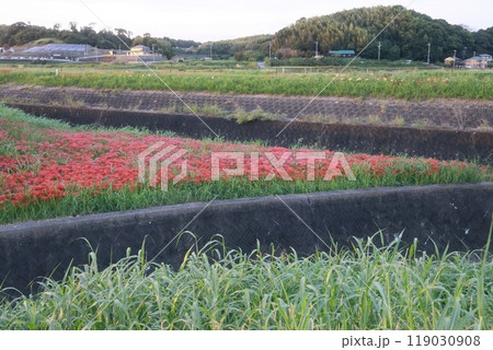 彼岸花　景色 119030908