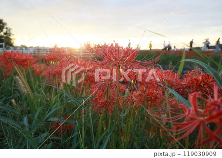 彼岸花　景色 119030909